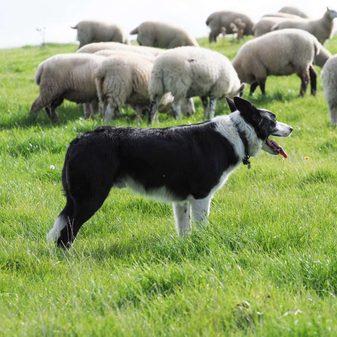 כלבים רועים כבשים